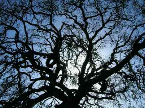 oak-tree-silhouette-branches